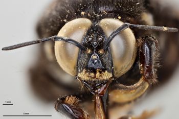 Media type: image;   Entomology 810671 Aspect: head frontal view